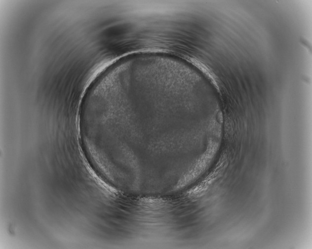 X0000096160935200802081431