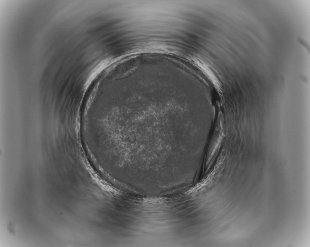 X0000096160944200802081431