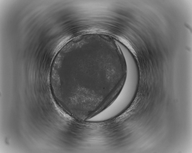 X0000096160946200802081431