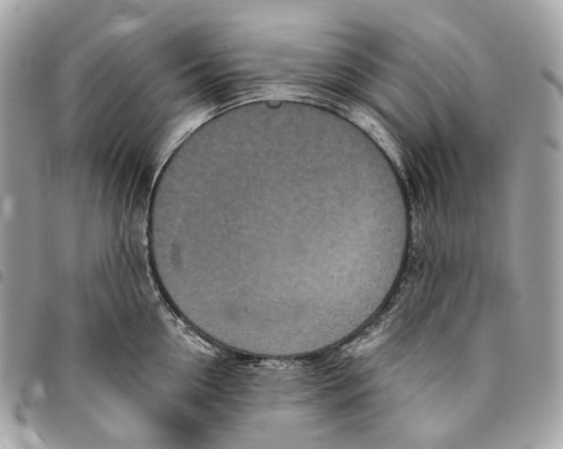 X0000096160954200802081431