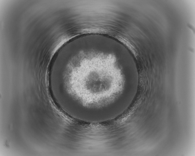 X0000096160983200802081430