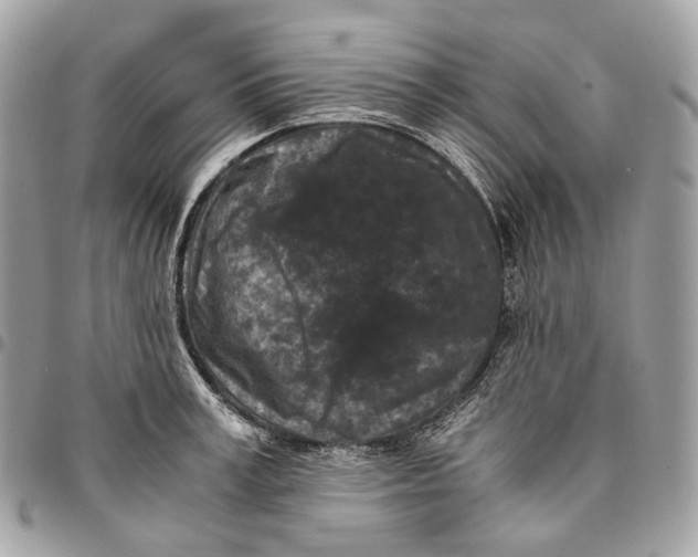 X0000096160995200802081430