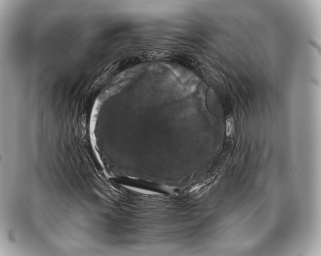 X0000096161011200802081429