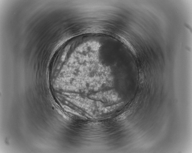 X0000096161035200802081429