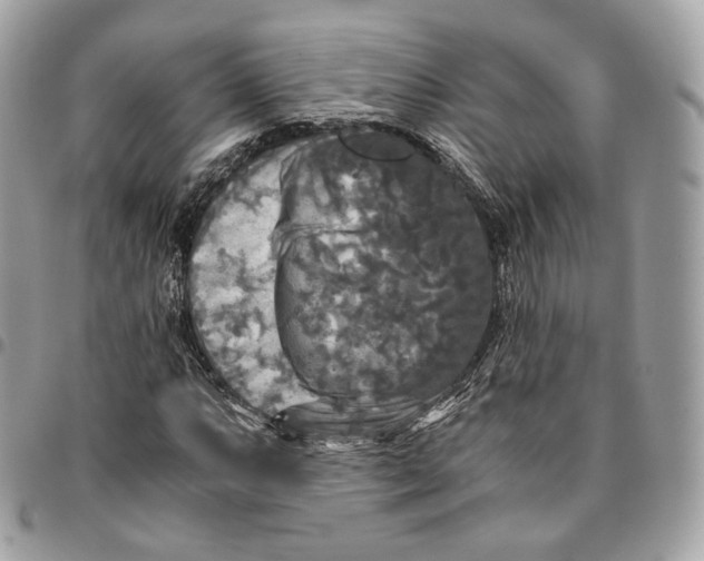 X0000096161063200802081429