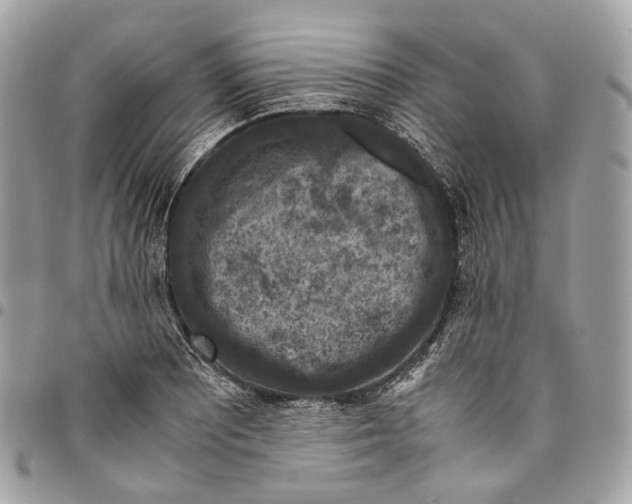 X0000096161081200802081429