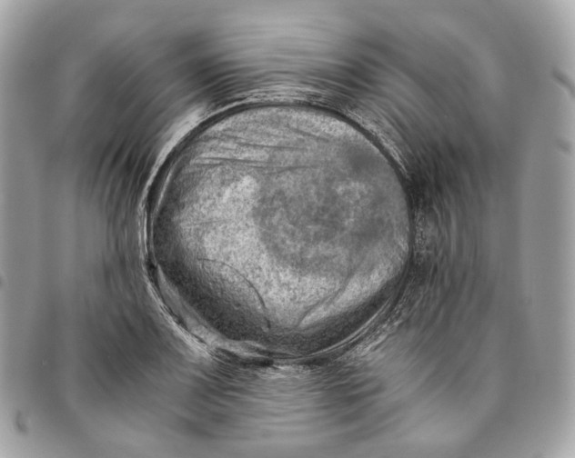 X0000096161083200802081429