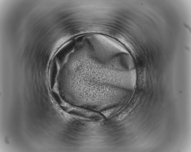 X0000096161088200802081429