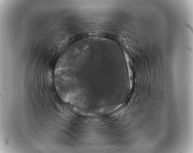 X0000096161106200802081428