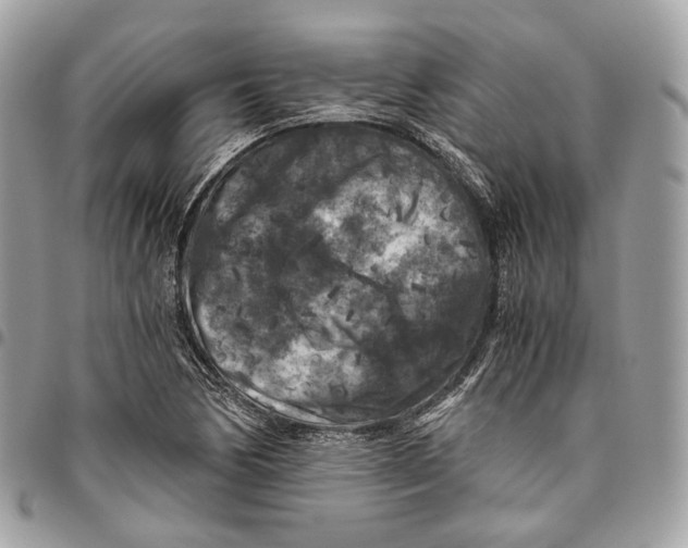 X0000096161170200802081427