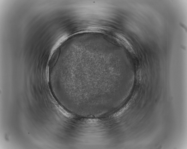 X0000096161180200802081427