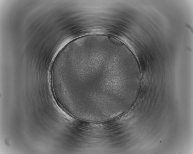 X0000096161243200802081427