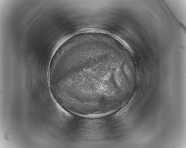 X0000096161247200802081427