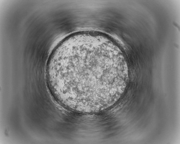 X0000096161279200802081426