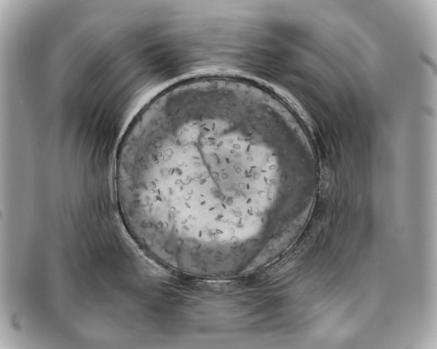 X0000096161295200802081426