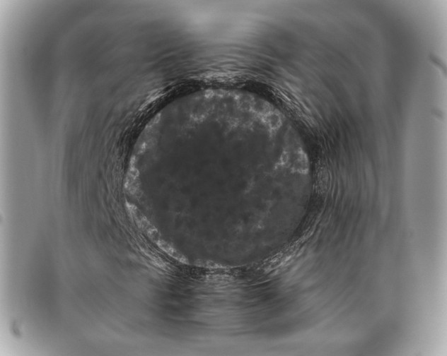 X0000096161297200802081425