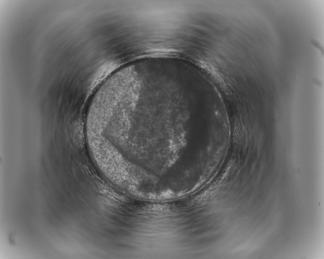 X0000096161362200802081425