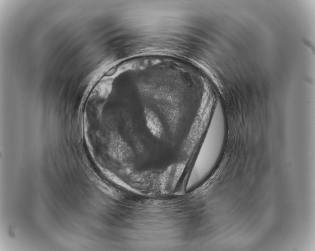 X0000096161371200802081424