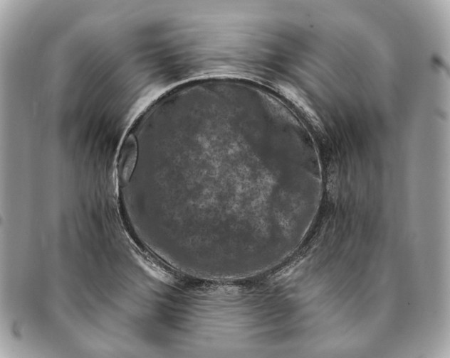 X0000096161372200802081424