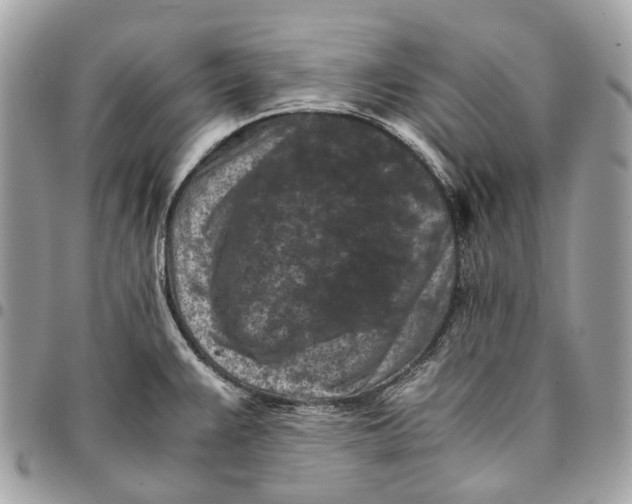 X0000096161383200802081424