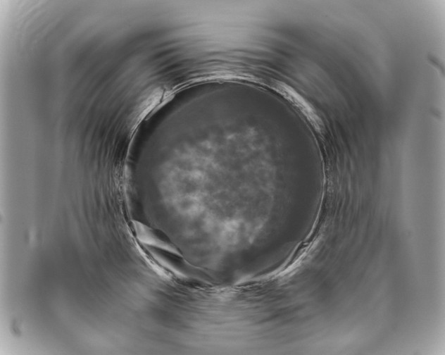 X0000096161385200802081424