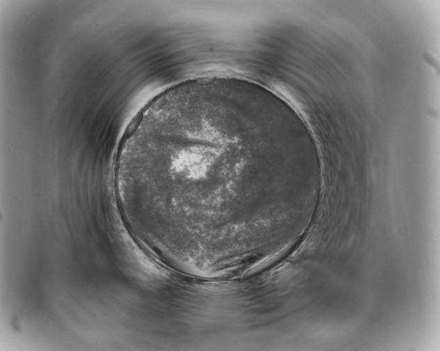 X0000096161392200802081424