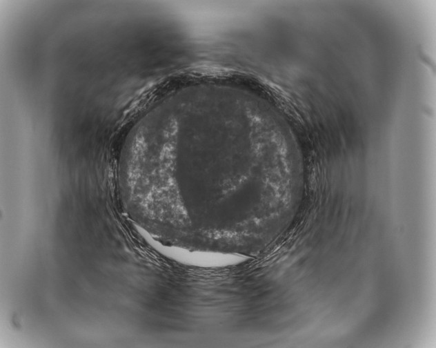 X0000096161397200802081423