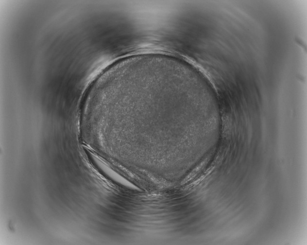 X0000096161415200802081424