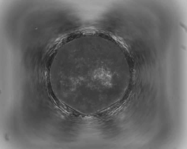 X0000096161445200802081423