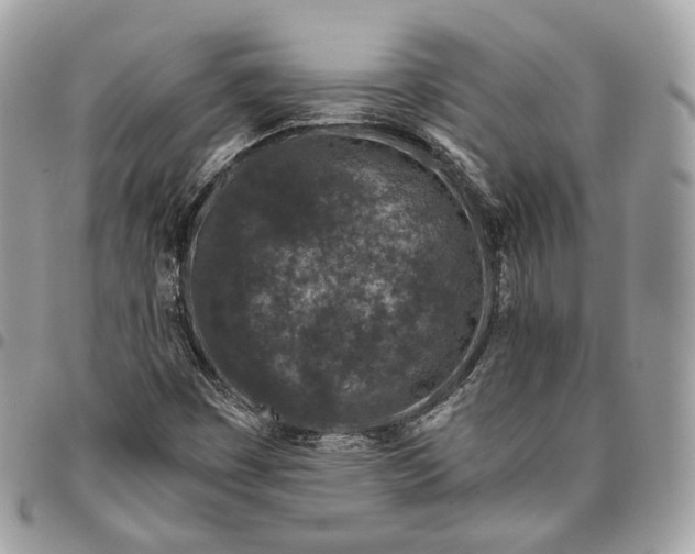 X0000096161449200802081423