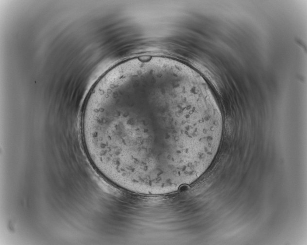 X0000096161482200802081423