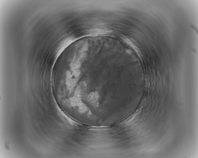 X0000096161487200802081423