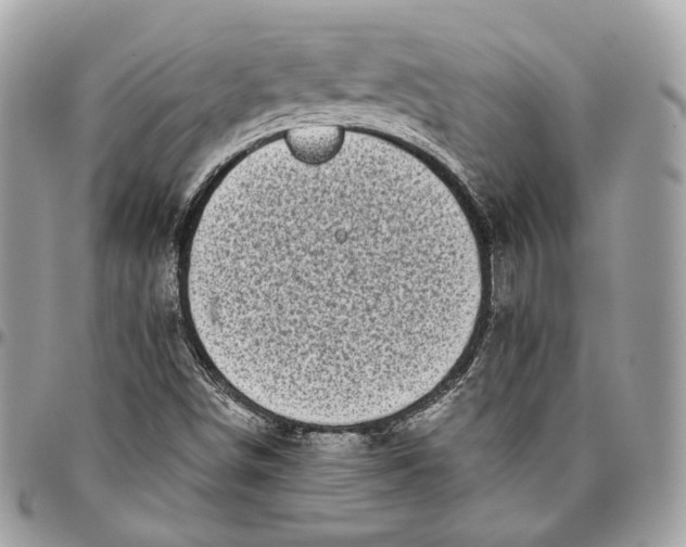 X0000096161498200802081422