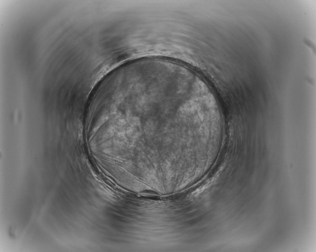 X0000096161505200802081422