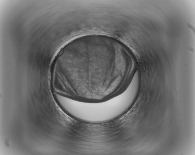 X0000096161508200802081422