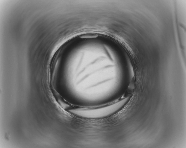 X0000096161520200802081423