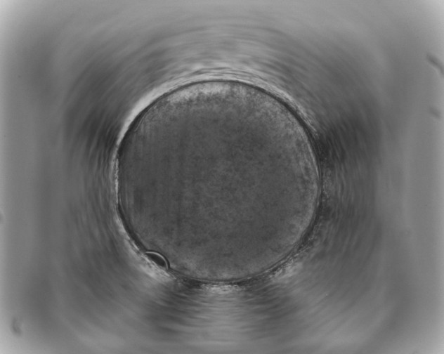 X0000096161522200802081423