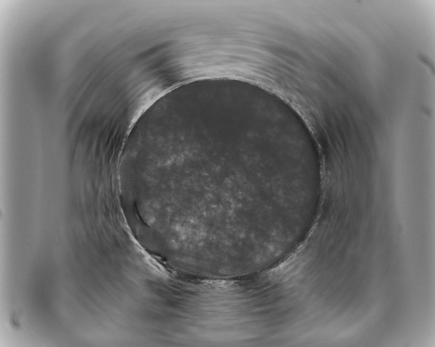 X0000096161529200802081423