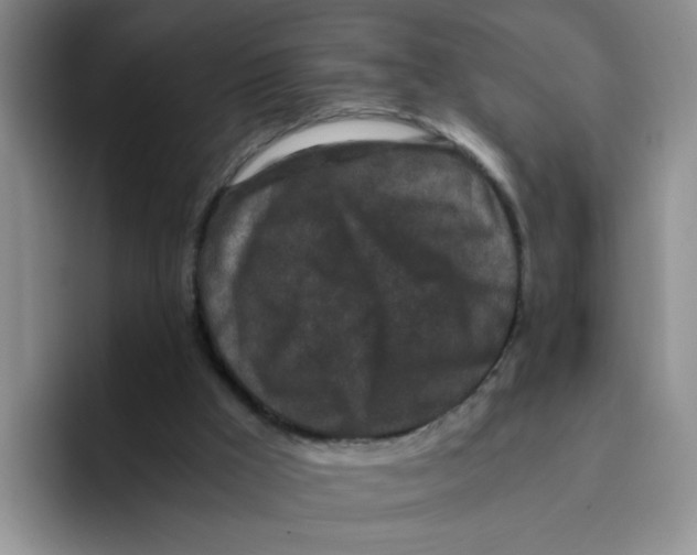 X0000096160009200802151424