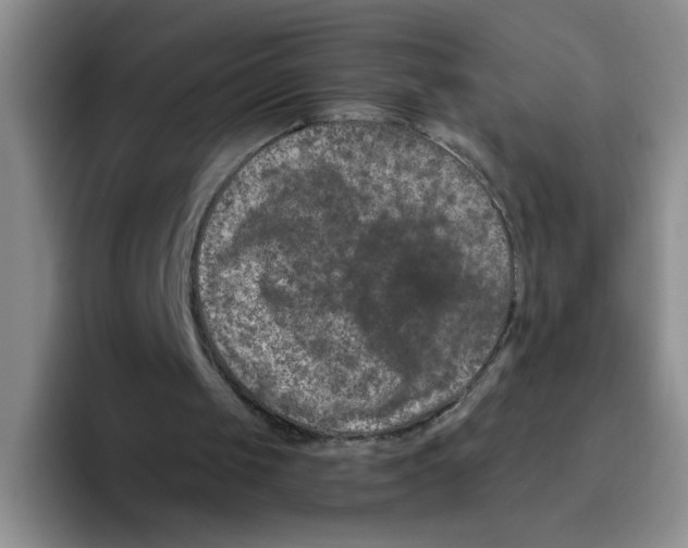 X0000096160049200802151423