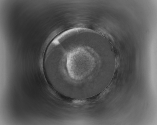 X0000096160051200802151423