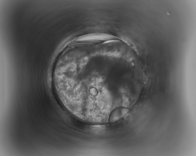 X0000096160053200802151423