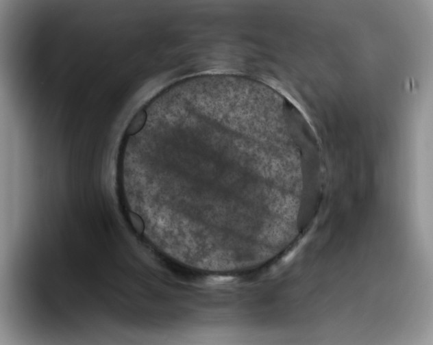 X0000096160055200802151423