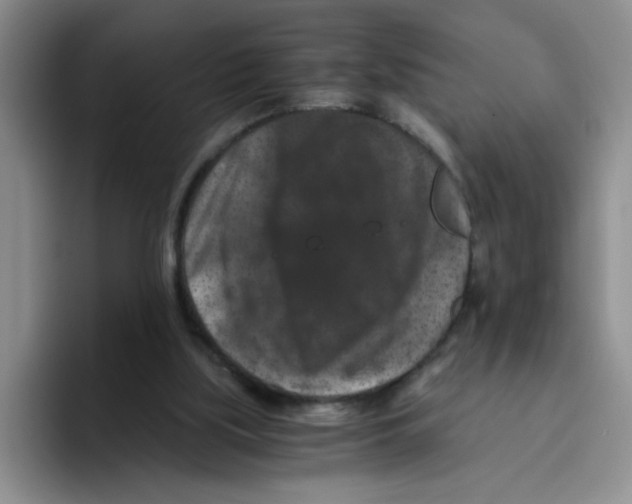 X0000096160059200802151423