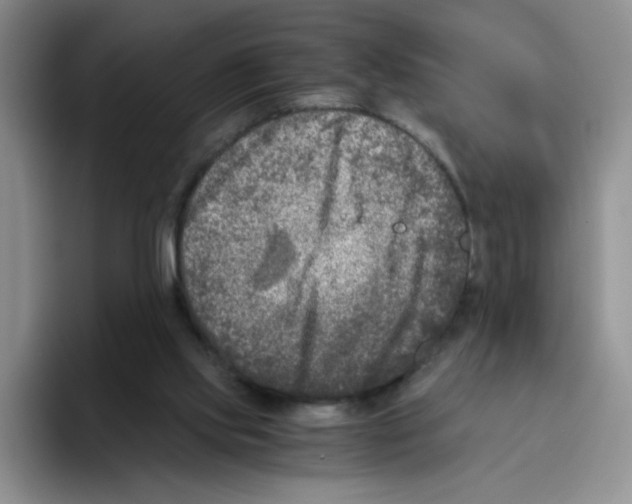 X0000096160061200802151423