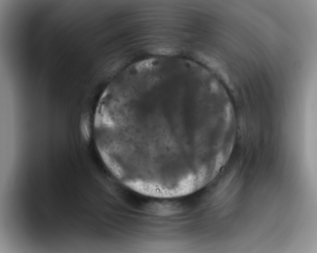 X0000096160069200802151423