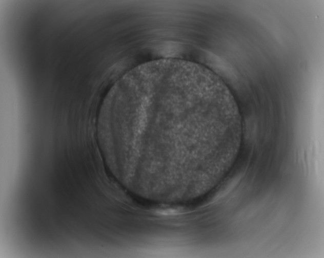 X0000096160073200802151423