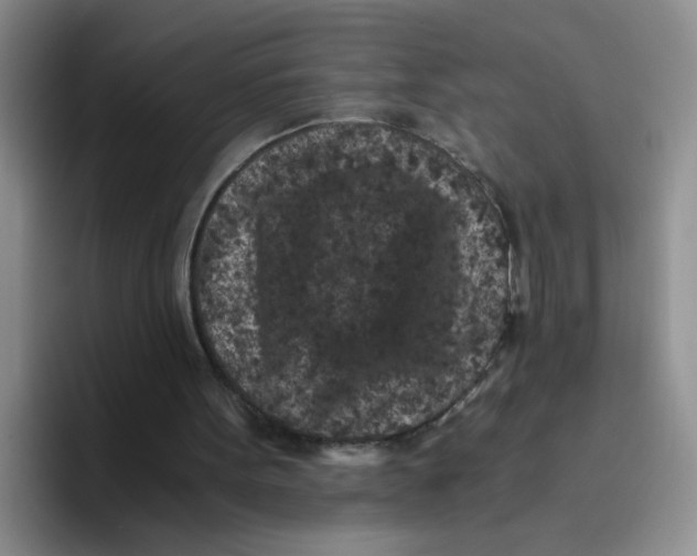 X0000096160099200802151423