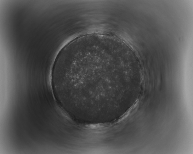 X0000096160100200802151423