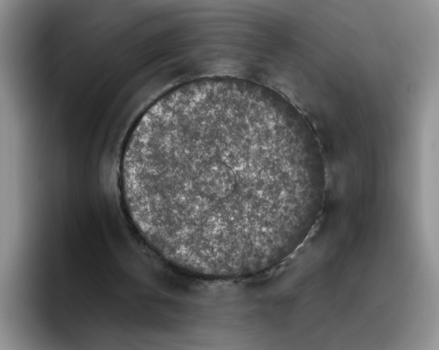 X0000096160146200802151421